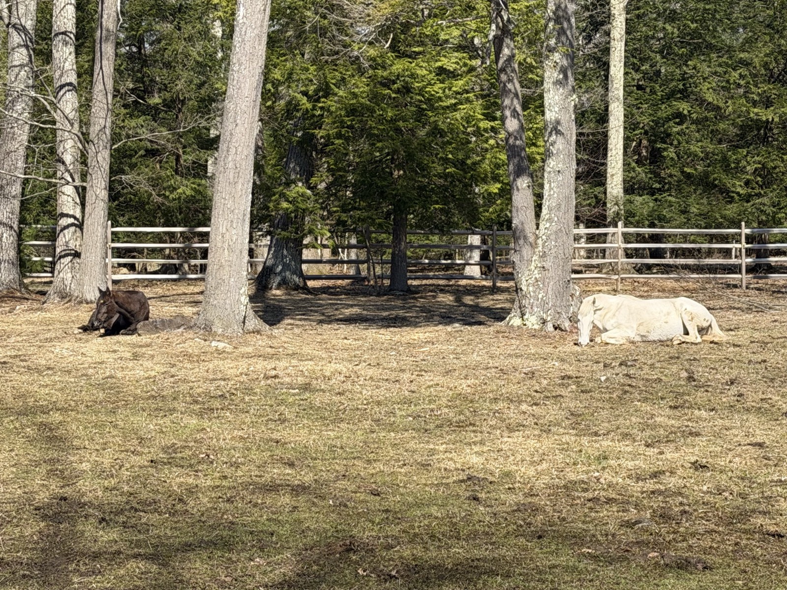 Two Horses Laying